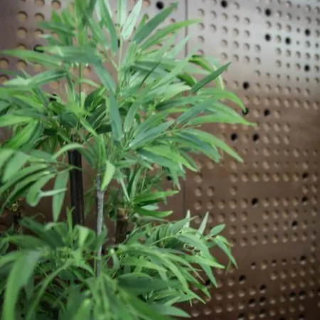 Madeira Loft I - Center Lejlighed Funchal (Madeira)